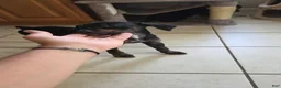 Mixed Breed dogs for sale: Ms. Pinky - Ad 9