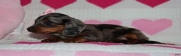 Miniature Dachshund dogs for sale: Miley - Ad 3