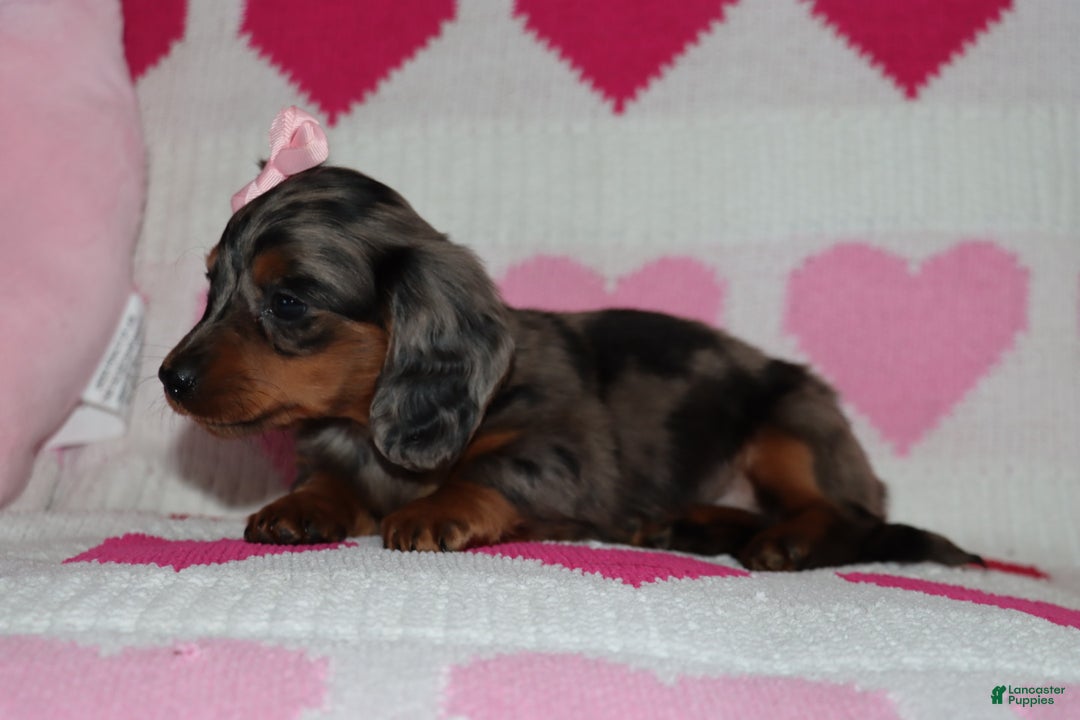 Miniature Dachshund dogs for sale: Miley - Ad 3