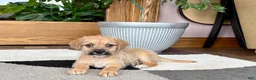 Mixed Breed dogs for sale: Larry - Ad 7