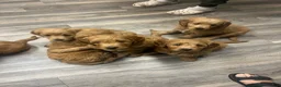 Mini Goldendoodle dogs for sale: Jip - Ad 6