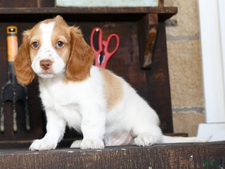 Miniature Dachshund dogs - Ad 26