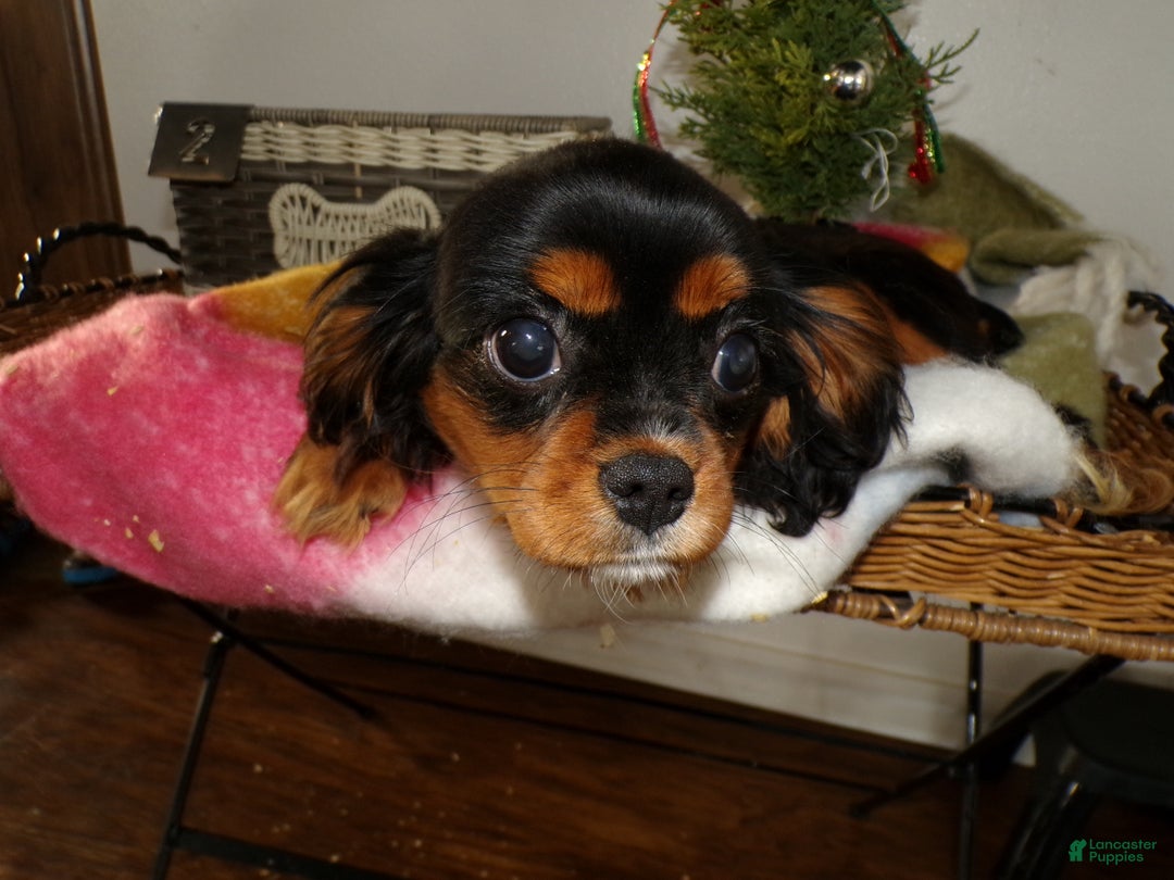 Cavalier King Charles Spaniel dogs for sale: Cavalier King Charles Spaniel Puppy 1Red Barron - Ad 2