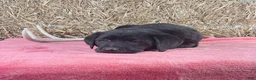 Labrador Retriever dogs for sale: Stacey - Ad 2