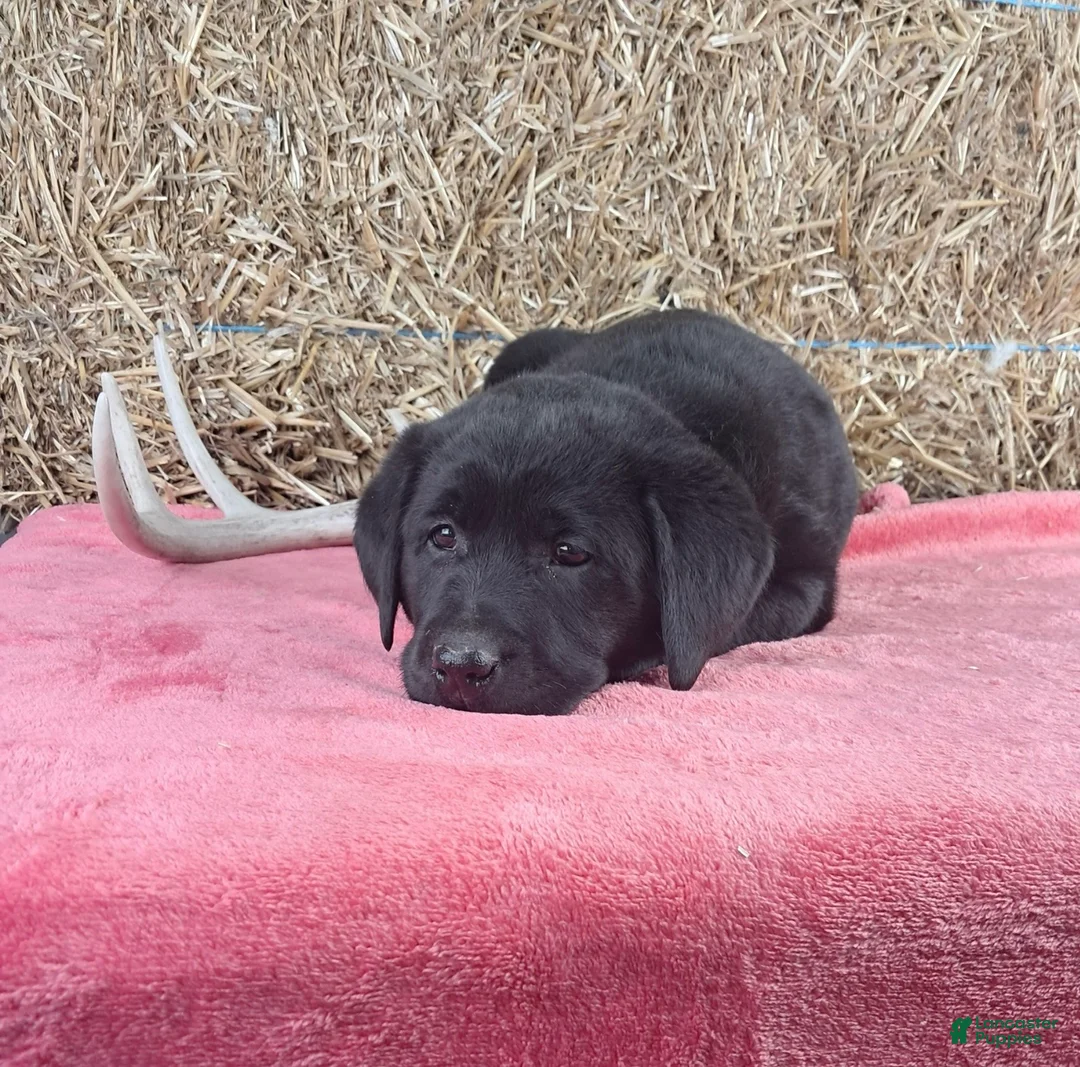 Labrador Retriever dogs for sale: Stacey - Ad 2