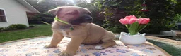 Cane Corso dogs for sale: Cane Corso Puppy 3 Solomon - Ad 4