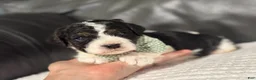 Cavapoo dogs for sale: Ensley - Ad 6