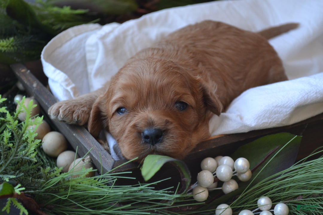 Cavapoo dogs for sale: Glory - Ad 4