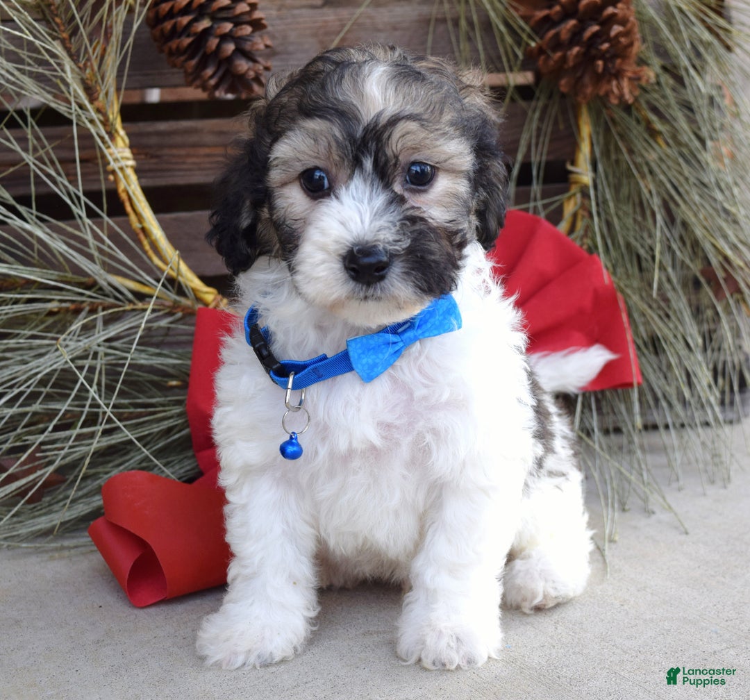 Bichpoo dogs for sale: Biscuit - Ad 7