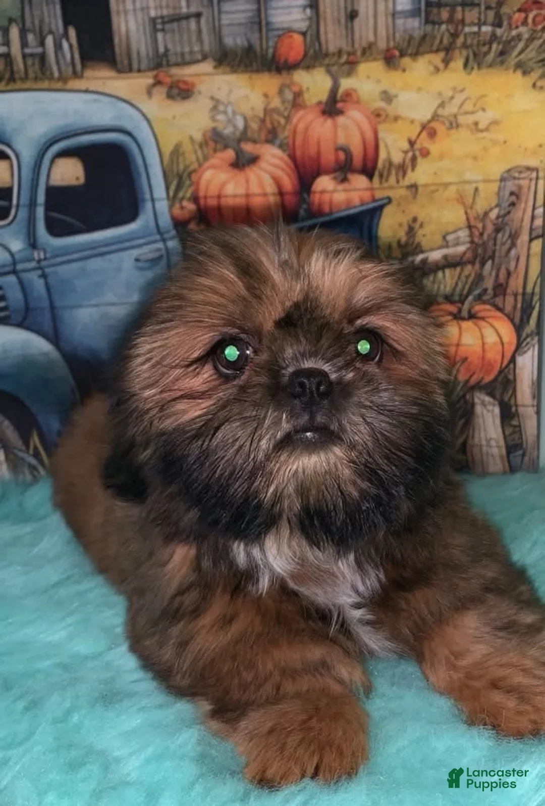Shih Tzu dogs for sale: Kody - Ad 3