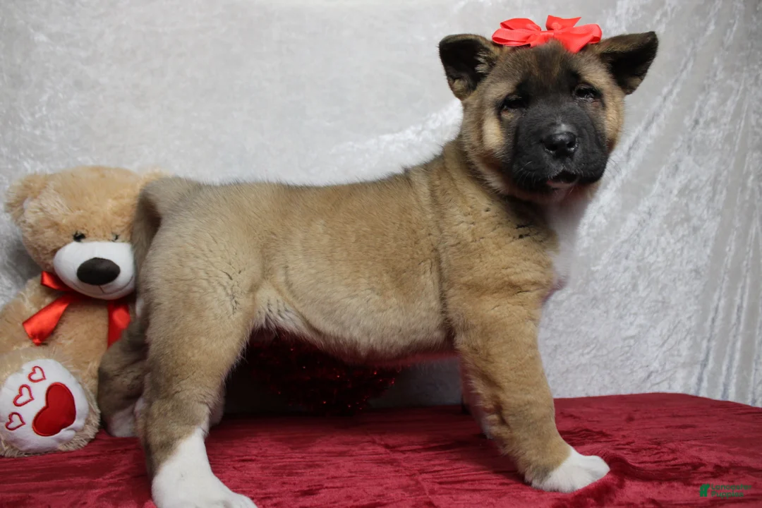 Akita dogs for sale: Jill  - Ad 8