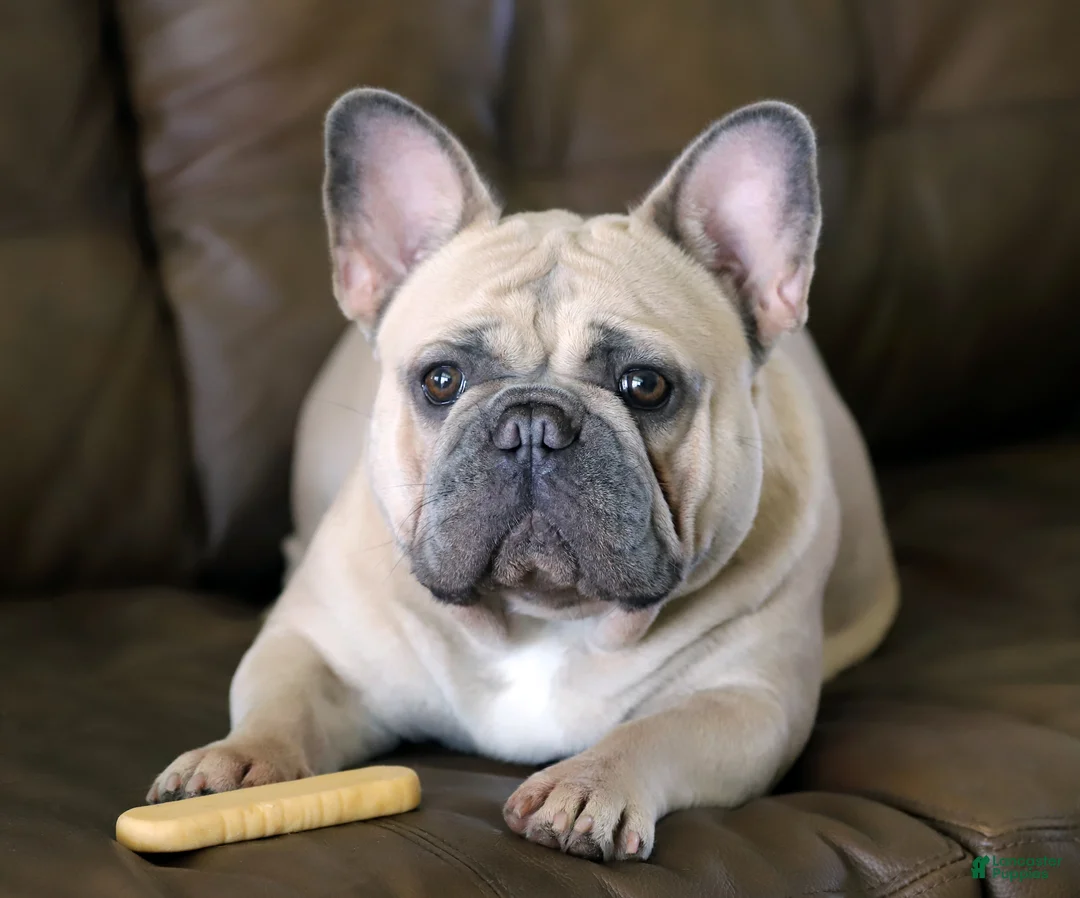 Gallery Image {{count}}