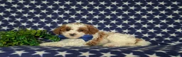 Miniature Poodle dogs for sale: Lional - Ad 4