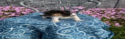 Jack Russell Terrier dogs for sale: Kyla - Ad 3
