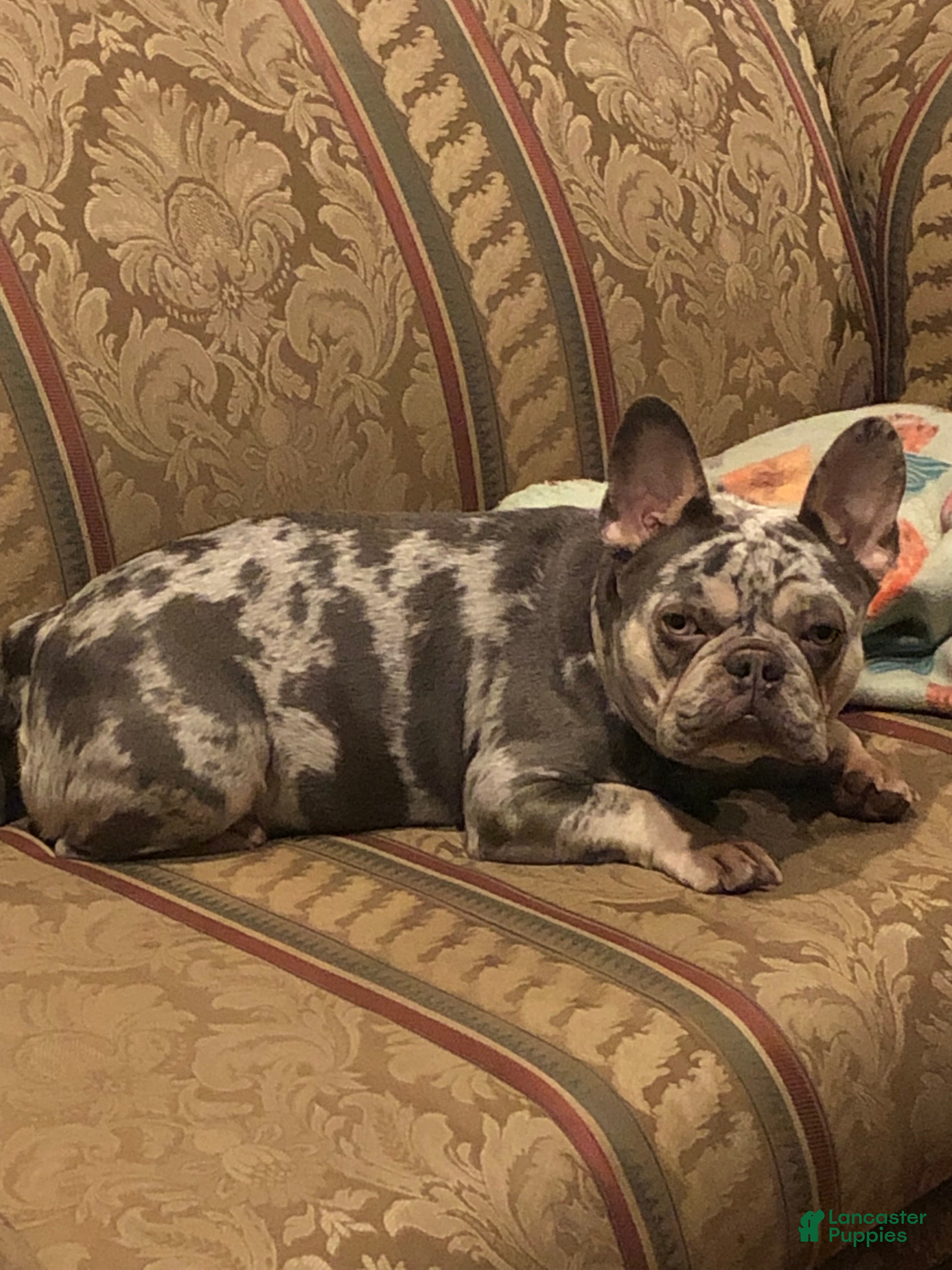 Bella