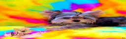 Yorkshire Terrier dogs for sale: Reese - Ad 3