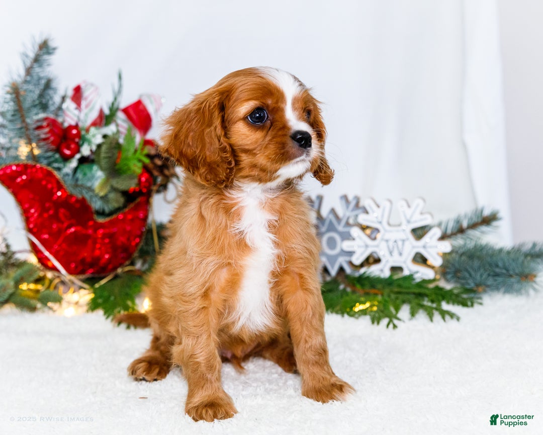 Cavalier King Charles Spaniel dogs for sale: Snowflake - Ad 8