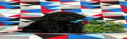 Miniature Poodle dogs for sale: Norman - Ad 3