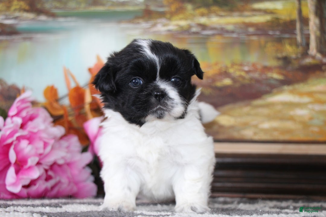 Shih Tzu dogs for sale: Angelo - Ad 2
