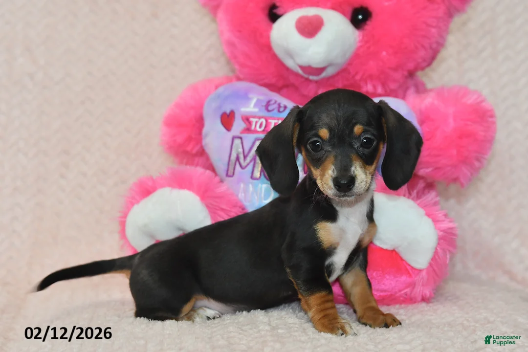 Miniature Dachshund dogs for sale: Ivy - Ad 3