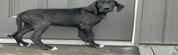 Great Dane dogs for sale: Mike - Ad 2