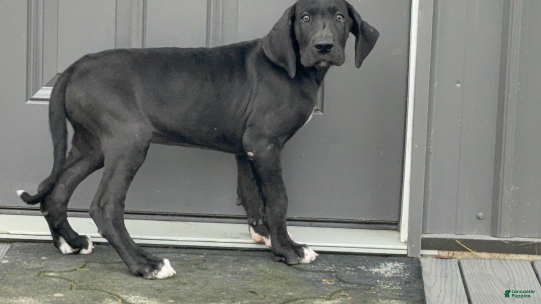 Great Dane dogs for sale: Mike - Ad 2