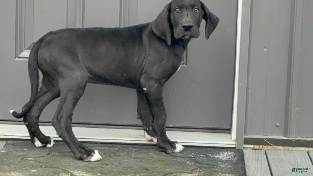 Great Dane dogs for sale: Mike - Ad 2