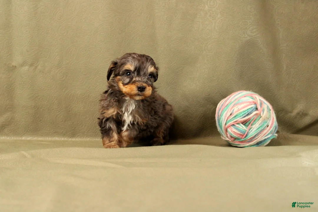 Mini Bernedoodle dogs for sale: Cooper - Ad 2