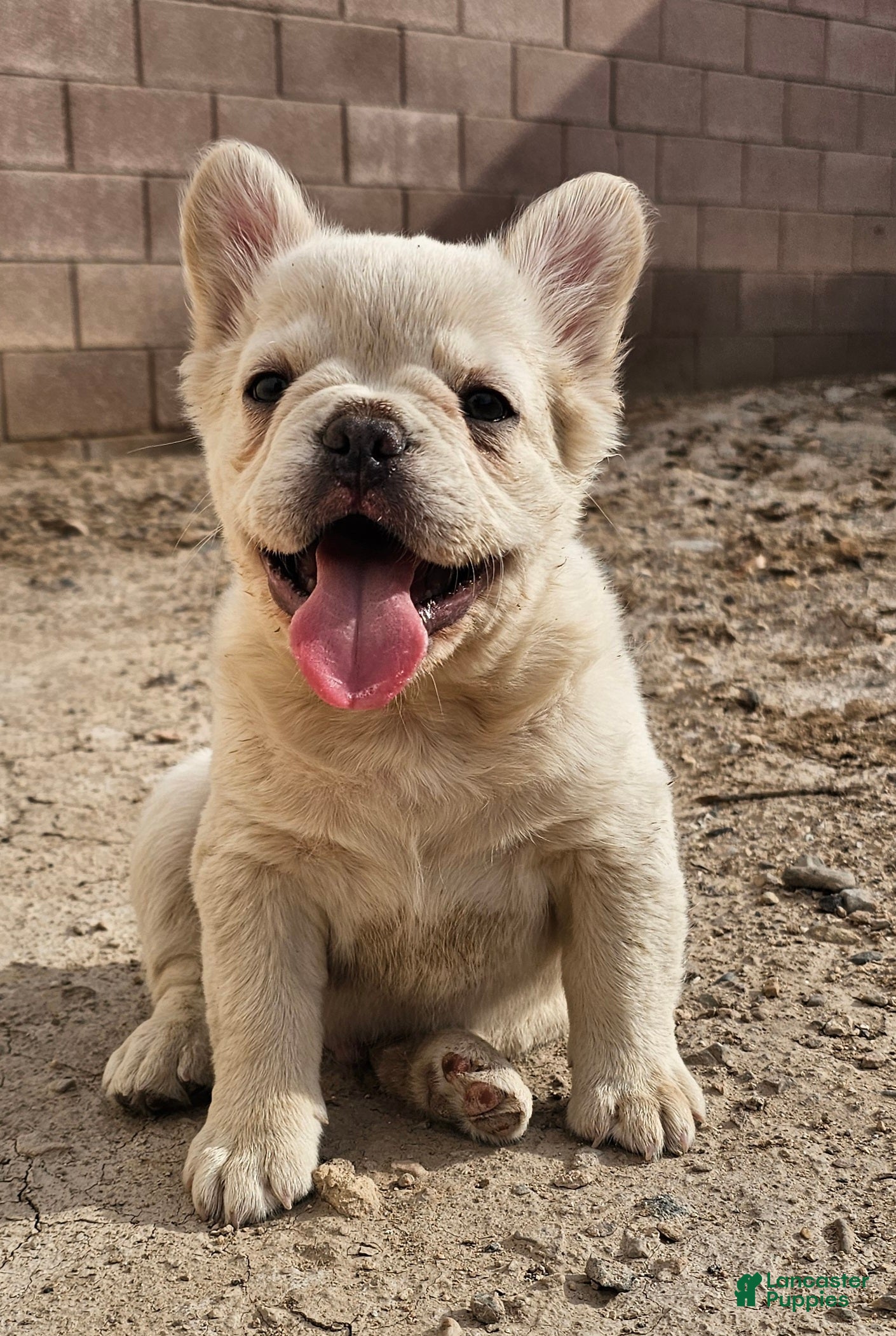 French Bulldog dogs French Bulldog Puppy 1 - Ad 37