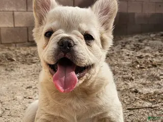 French Bulldog dogs French Bulldog Puppy 1 - Ad 34