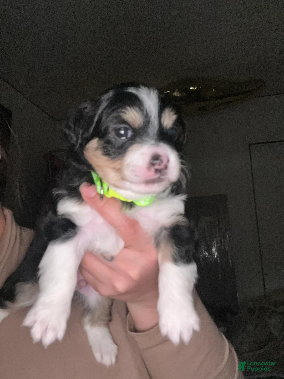 Chihuahua dogs for sale: Chihuahua Puppy 2 - Ad 2