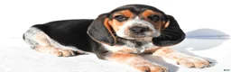 Beagle dogs for sale: Mark - Ad 8