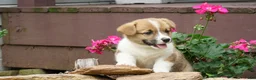 Welsh Corgi Pembroke dogs for sale: Sterling - Ad 4