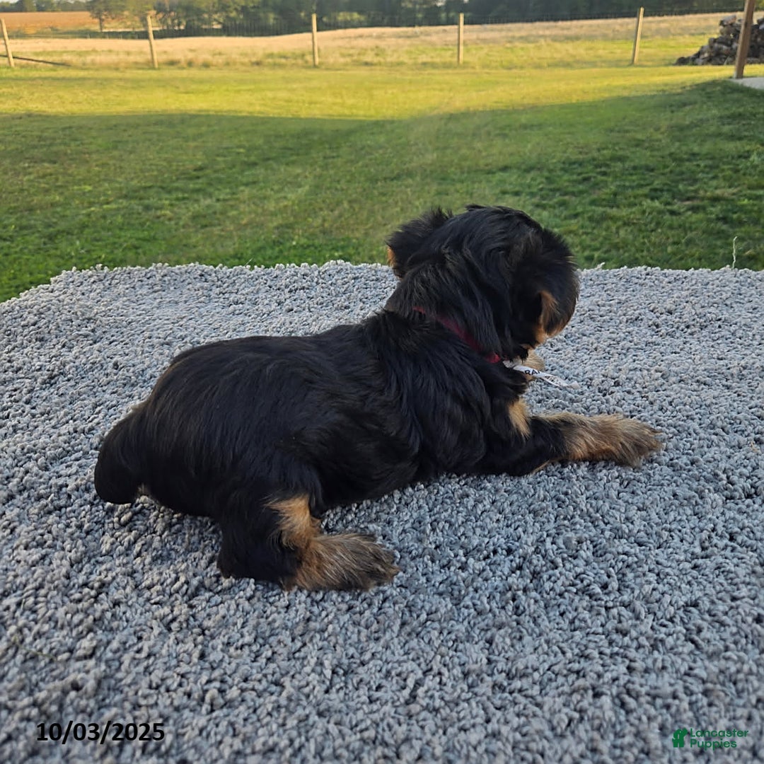 Yorkshire Terrier dogs for sale: Sailor - Ad 2