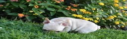 French Bulldog dogs for sale: Sonya  - Ad 3