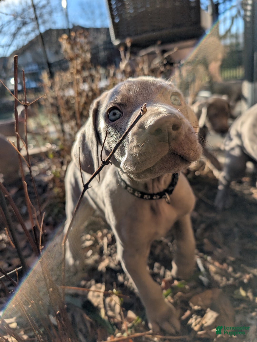 Weimaraner dogs for sale: Beetle - Ad 1