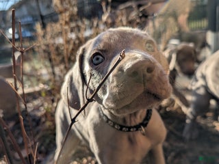 Weimaraner dogs Beetle - Ad 2