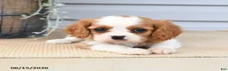 Cavalier King Charles Spaniel dogs for sale: Catherine - Ad 4