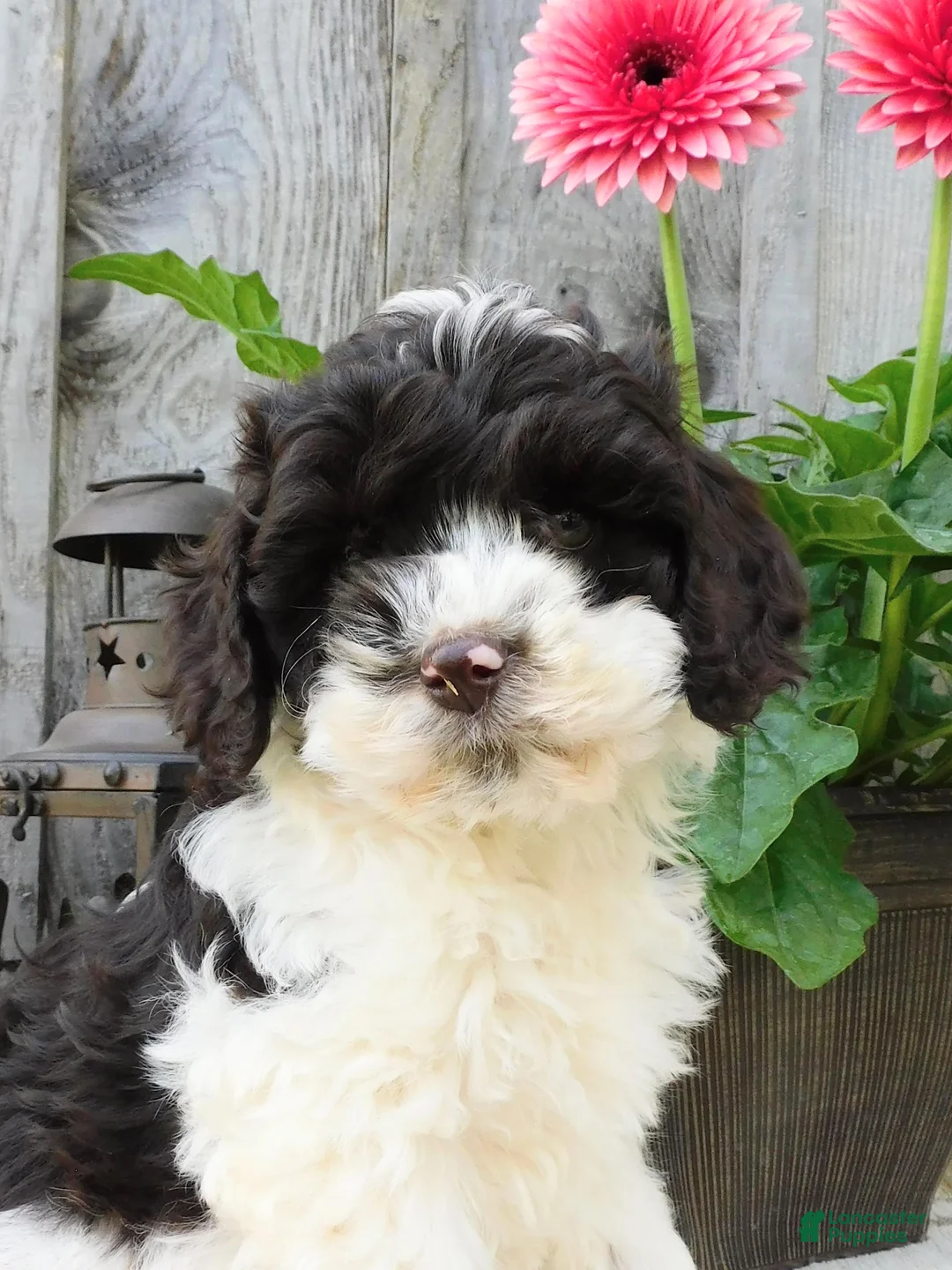 Cockapoo dogs for sale: Hector  - Ad 1