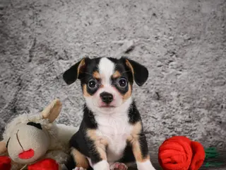 Chihuahua dogs for sale: Zack - Ad 4