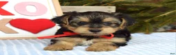 Yorkshire Terrier dogs for sale: Payton - Ad 4