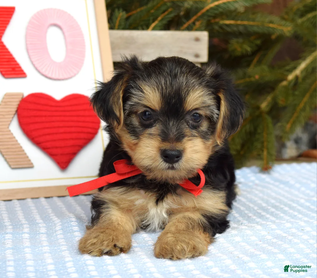 Yorkshire Terrier dogs for sale: Payton - Ad 4