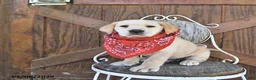 Labrador Retriever dogs for sale: Sheridan - Ad 2