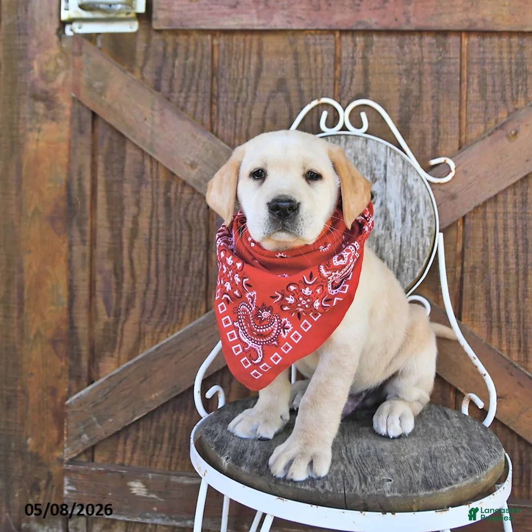 Labrador Retriever dogs for sale: Sheridan - Ad 2