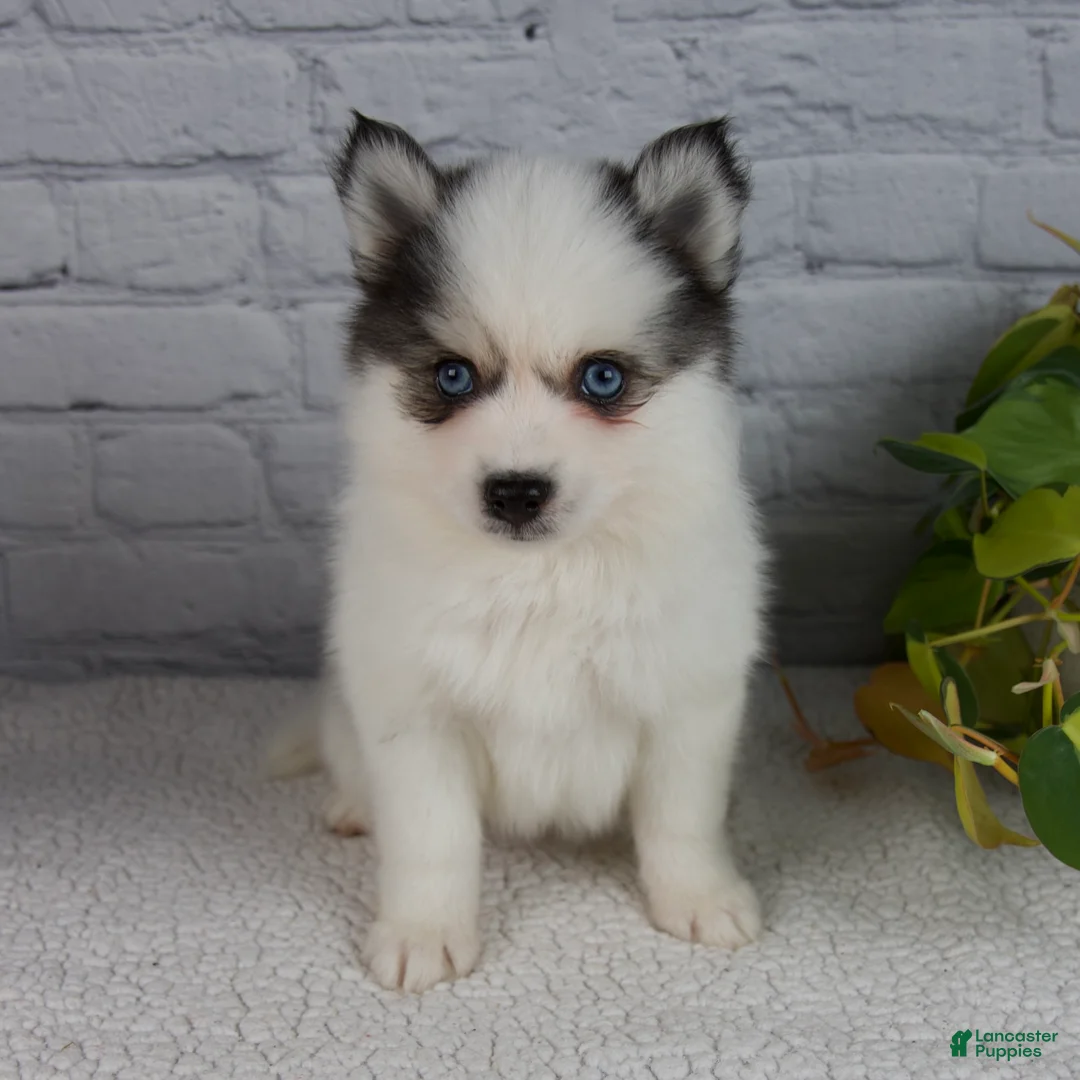 Pomsky dogs for sale: Nona - Ad 2
