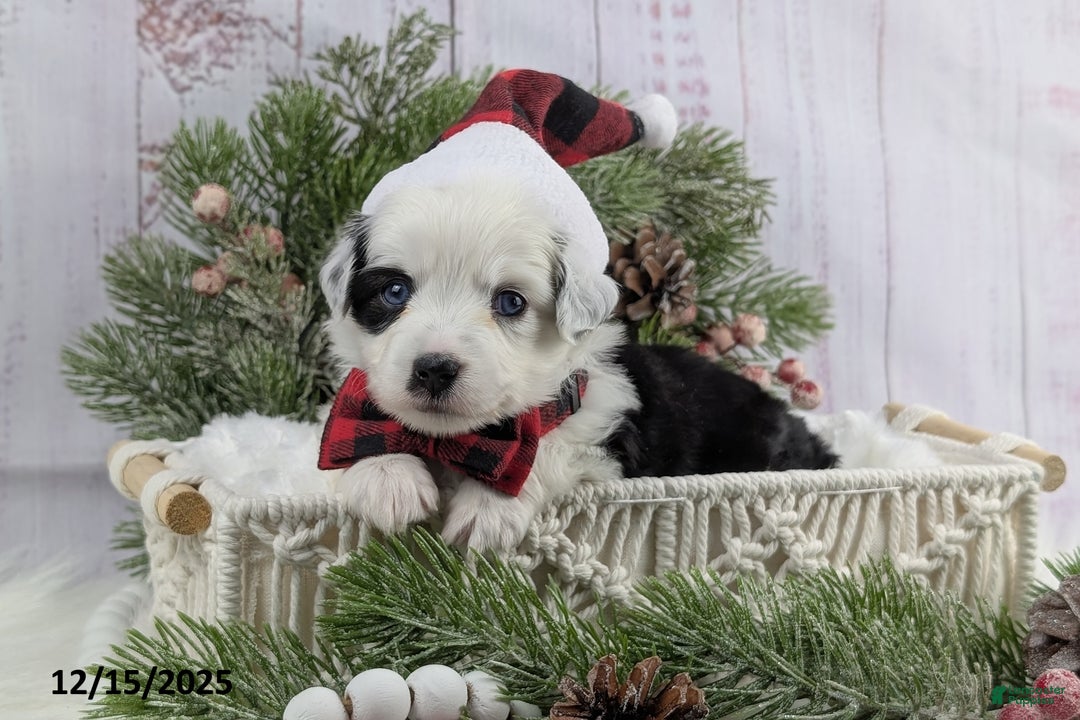 Toy Australian Shepherd dogs for sale: Brandi - Ad 2