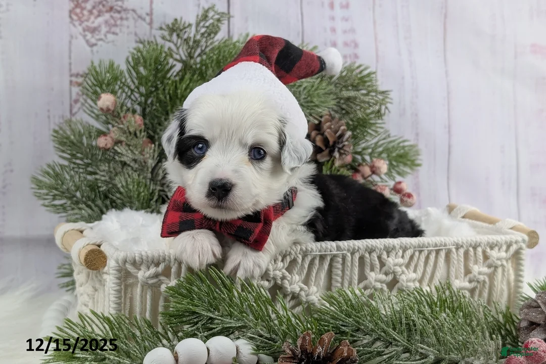 Toy Australian Shepherd dogs for sale: Brandi - Ad 22