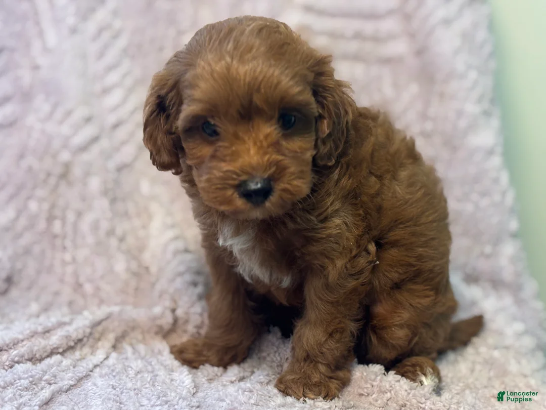 Cavapoo dogs for sale: Moby - Ad 3