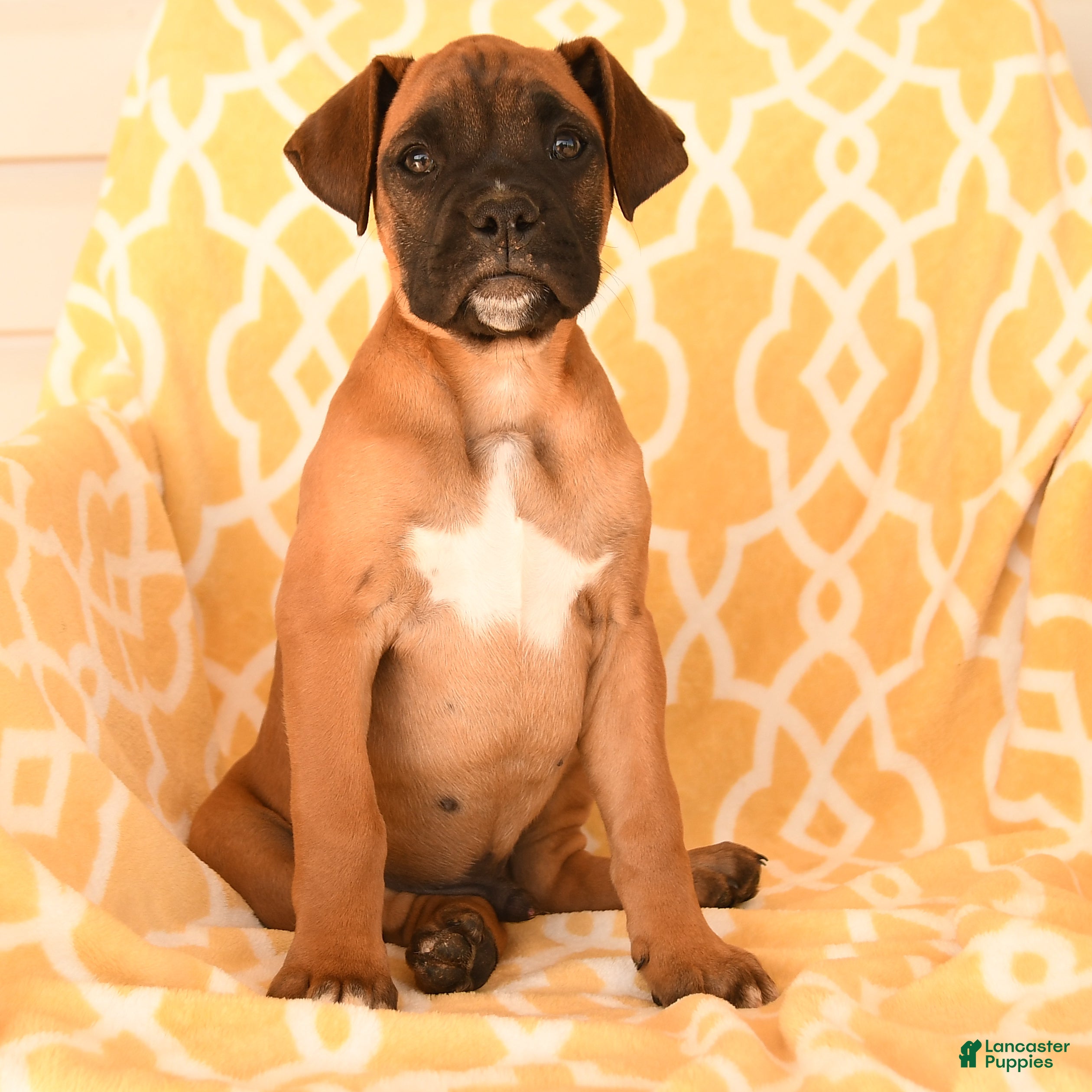 Boxer dogs Archie - Ad 2
