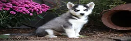 Siberian Husky dogs for sale: Ash - Ad 1